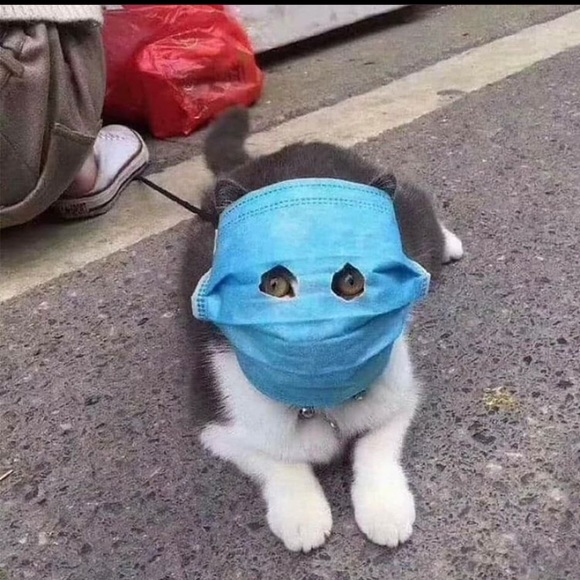 Meet your Posher, Gabriel - Picture 1 of 1